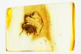 Detailed Fossil Scuttle Fly (Phoridae) In Baltic Amber #381572-1